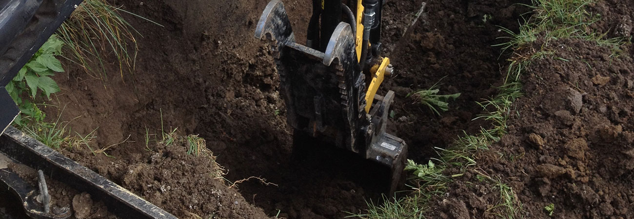 Excavation Xerus